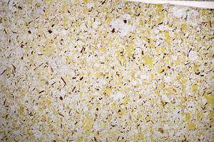 Plane Polarized, E58983