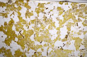 Plane Polarized, E59006