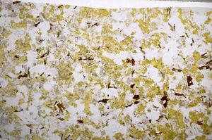 Plane Polarized, E59011