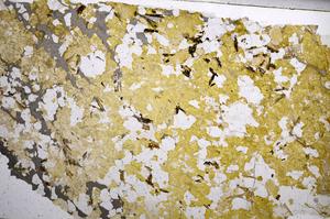 Plane Polarized, E59016