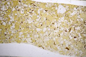 Plane Polarized, E59017