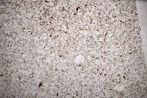 Plane Polarized, E59021/A