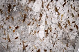 Plane Polarized, E59053/A