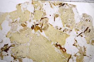 Plane Polarized, E59085