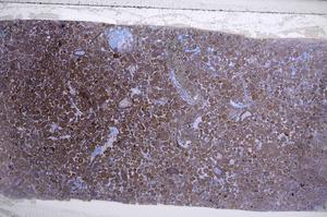 Plane Polarized, E59438/A