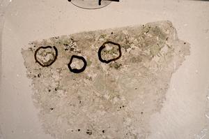 Plane Polarized, E60130