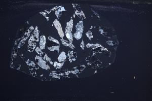 Cross Polarized, E60187