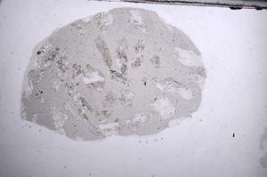 Plane Polarized, E60187