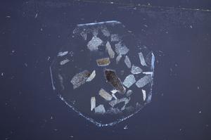 Cross Polarized, E60197