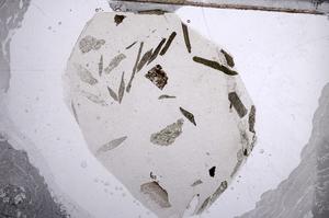 Plane Polarized, E60207