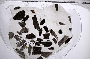 Plane Polarized, E60209