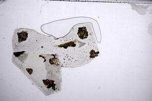 Plane Polarized, E60220