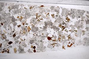 Plane Polarized, E60355