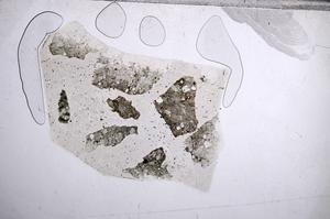 Plane Polarized, E60446