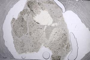 Plane Polarized, E60450