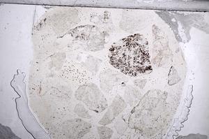 Plane Polarized, E60454