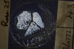 Cross Polarized, E60772