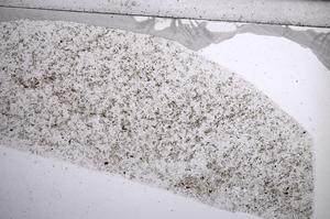 Plane Polarized, E60783