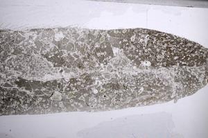 Plane Polarized, E60858