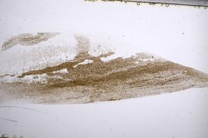 Plane Polarized, E61079/A
