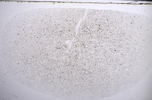 Plane Polarized, E61081/A