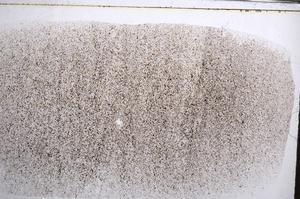 Plane Polarized, E61083/A