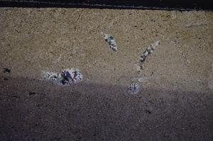 Cross Polarized, E61180