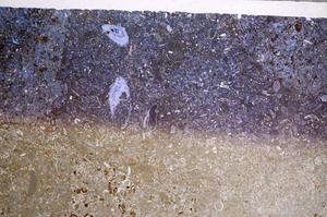 Plane Polarized, E61182