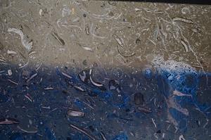 Cross Polarized, E61187