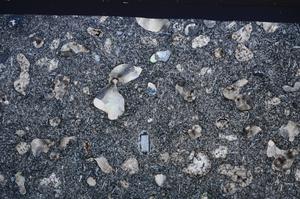 Cross Polarized, E61968