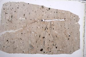 Plane Polarized, E62018/A