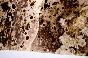 Plane Polarized, E62600