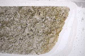 Plane Polarized, E63255