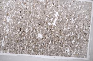 Plane Polarized, E65010