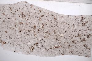 Plane Polarized, E65575