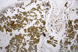 Plane Polarized, E65733