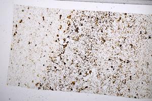 Plane Polarized, E66267