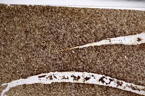 Plane Polarized, E67200