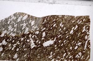 Plane Polarized, E67667