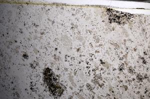 Plane Polarized, E68092