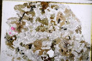 Plane Polarized, E26213