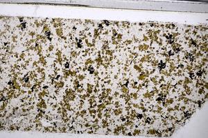 Plane Polarized, E51846