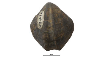 GB3D Type Fossils | High resolution photographs and digital models of ...