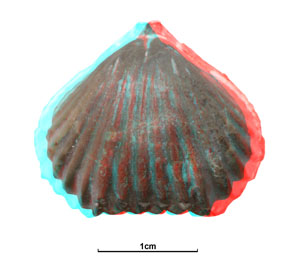 GB3D Type Fossils | High resolution photographs and digital models of ...