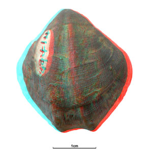 GB3D Type Fossils | High resolution photographs and digital models of ...