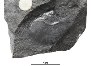 Monobolina