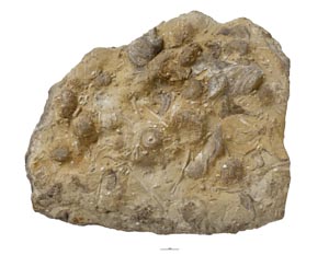 GB3D Type Fossils | High resolution photographs and digital models of ...