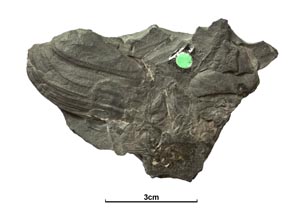 GB3D Type Fossils | High resolution photographs and digital models of ...
