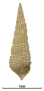 GB3D Type Fossils | High resolution photographs and digital models of ...