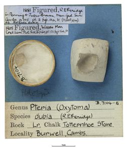 GB3D Type Fossils | High resolution photographs and digital models of ...